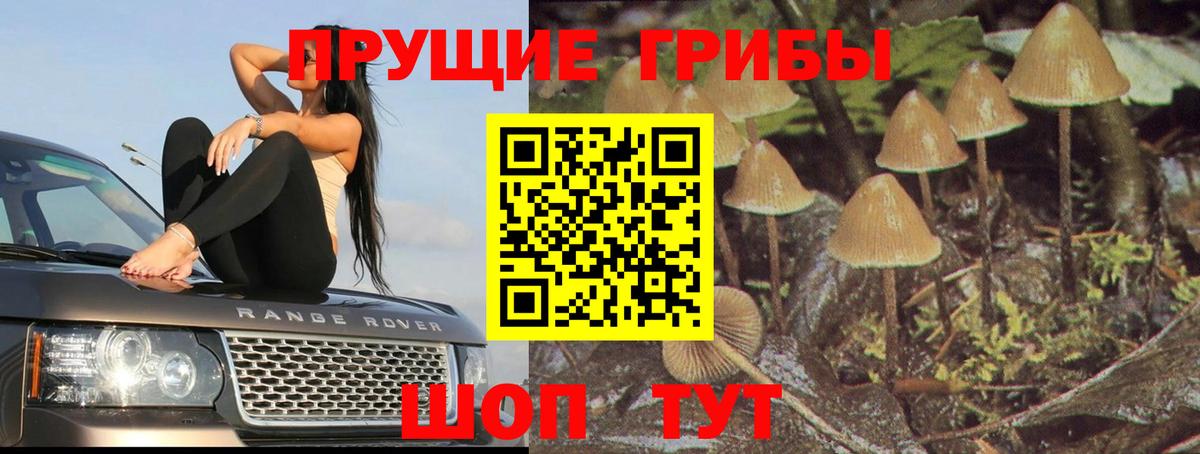 Галлюциногенные грибы Psilocybine cubensis Грязи